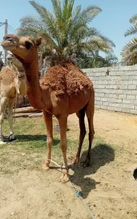 شتر