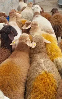گوسفند زنده با ترازوی دیجیتالی