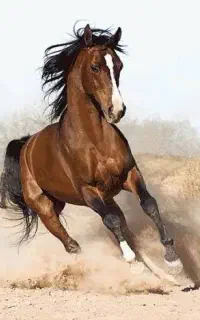 خریدار اسب همه نژادها