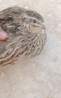 بلدرچین