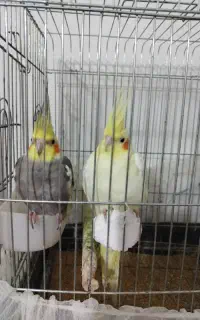 فروش یه جفت عروس هلندی