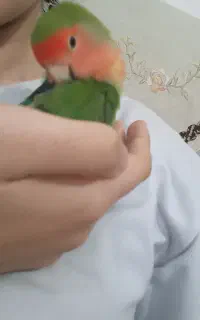 طوطی برزیلی گم شده ،یکشنبه ۵ مهر