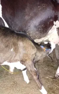 گاو گوساله