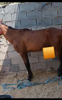 اسب نریان