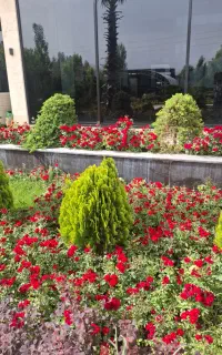 باغبانی هرس درخت گل ،چمن،سم پاشی،کودضمانت باغبان