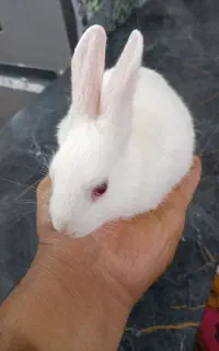 خرگوش کوچلو