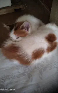 بچه گربه