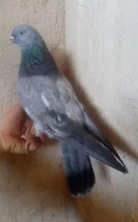 کبوتر ماده چشم بیضی بازی کن