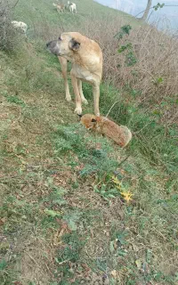 سگ گله