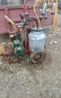 شیر دوش گاوی