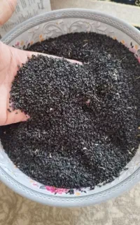 بذر پیاز سفید