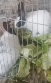 خرگوش