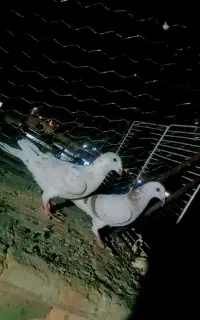 کفتر