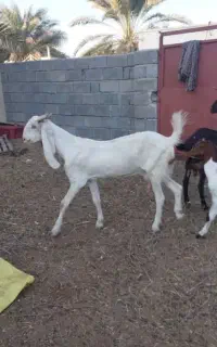 بز گلابی