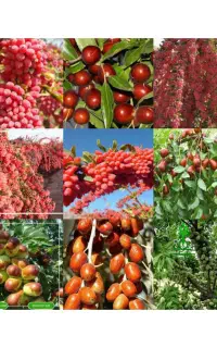 نهال زرشک بیدانه و عناب،خرمالوو..