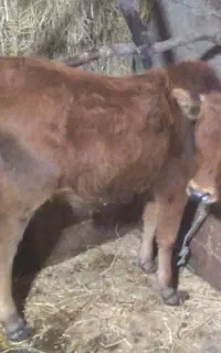 گاو با ورزا کوله
