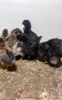 جوجه گلپایگانی