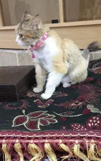 واگذاری گربه dsh