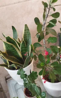 گل وگلدون خانگی وزینتی