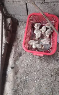 بوقلمون