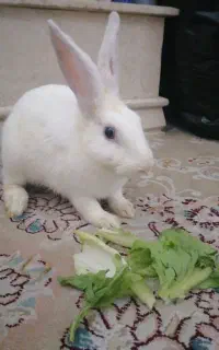 خرگوش سفید ، ماده