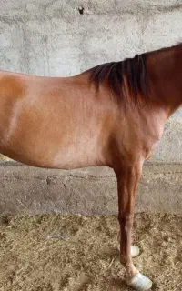 اسب فروشی