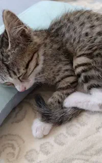 گربه