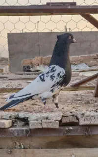 سر دار