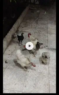۳عدد مرغ و ۱خروس و۷جوجه دورگ و محلی