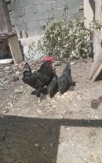 مرغ وخروس