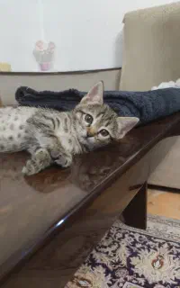 واگذاری رایگان بچه گربه