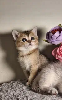 واگذاری گربه