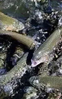 ماهی قزل‌آلا