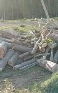 خرید و فروش انواع چوب.