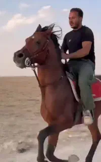 فروش اسب نریان ۶ ساله