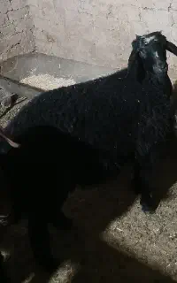 بره نر