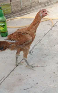 مرغ لاری