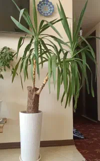 گلهای زیبا