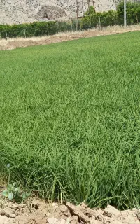 نشا برنج ندا پرمحصول پایه کوتاه