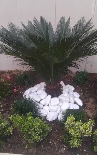 باغبانی سمپاشی گل آپارتمانی گلکاری هرس کردن