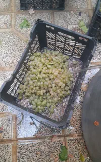 سبد