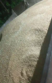 گندم و جو