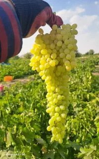 انگور درجه یک کشمشی