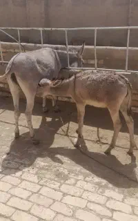 الاغ گمشده خر مشکی