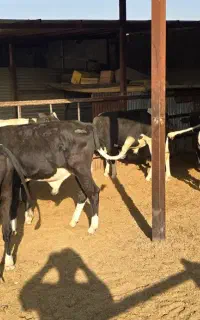 ۱۴ راس گوساله پاکستانی کراس