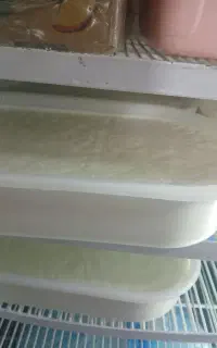 جامش سوتی آلرام