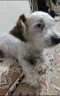 اسمش لوسی هستش