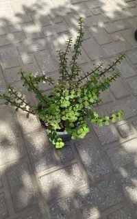 انواع گلها سرحال ۱۰۰تا ۲۵۰