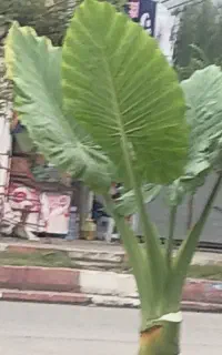 گل بابا آدم