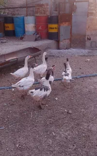 غاز ایرانی